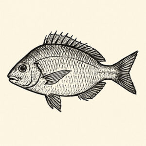 Black Bream